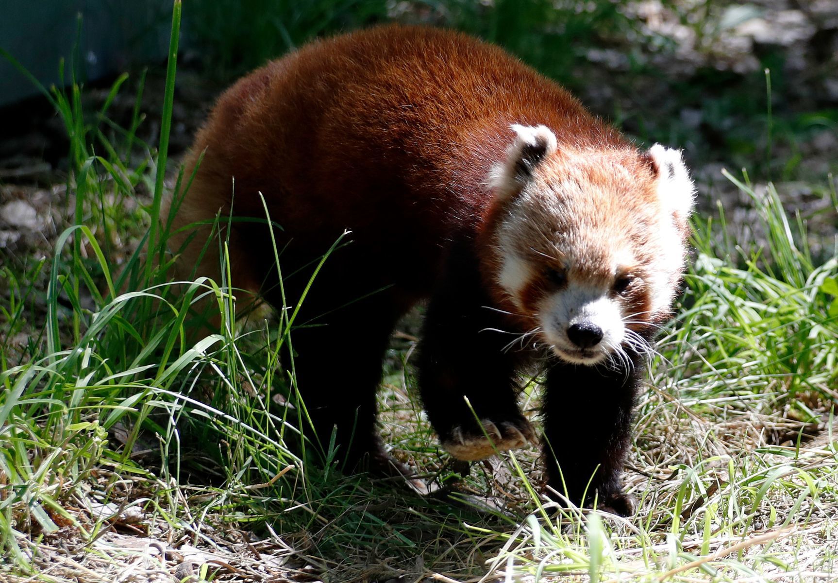 Taylor the red panda